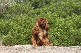 CAVALIER KING CHARLES 063